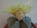 Astrophytum myriostigma