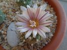 Turbinicarpus hibrid