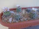 Grup de 8 Turbinicarpus