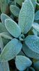 Stachys_byzantina_Silver_Carpet_3_nbrcg_wi