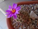 Mammillaria schumannii v. globosa