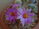 Mammillaria boolii