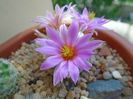 Mammillaria boolii