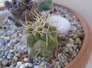 Thelocactus hexaedrophorus 3