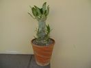 Pachypodium rosulatum ssp. cactipes