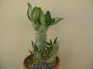Pachypodium rosulatum ssp. cactipes