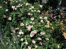 abraham darby