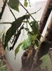 15 aug. Butterfly Garden