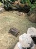 15 aug. Butterfly Garden