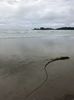 16aug. Plaja surferilor. Long Beach