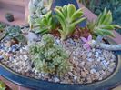 Anacampseros filamentosa ssp. namaquensis
