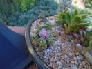 Anacampseros filamentosa ssp. namaquensis