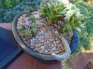 Anacampseros filamentosa ssp. namaquensis