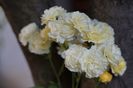 Golden Border
