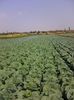 Photo0070