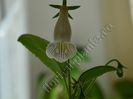 Sinningia Luci s Dragonfly II