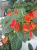 SEEMANNIA EVITA