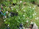 jasminum azoricum