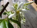 Star Jasmine