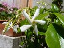 Star Jasmine