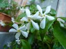 Star Jasmine