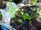Jasminum humile