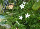 Jasminum officinale