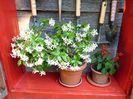 Star Jasmine