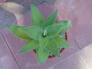 Agave attenuata