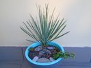 Yucca rostrata