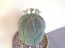 Euphorbia obesa