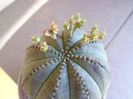 Euphorbia obesa