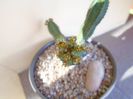Euphorbia tubiglans