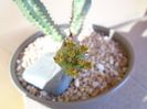 Euphorbia tubiglans
