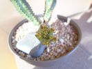Euphorbia tubiglans
