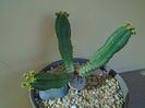 Euphorbia tubiglans