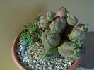 Euphorbia pseudoglobosa & Euphorbia x japonica