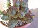 Euphorbia pseudoglobosa