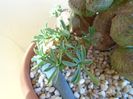 Euphorbia x japonica