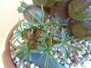 Euphorbia x japonica