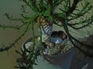 Euphorbia flanaganii (caput-medusae)