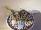 Euphorbia decaryi & Monadenium ritchiei
