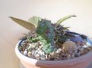 Monadenium ritchiei