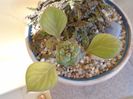 Monadenium ritchiei