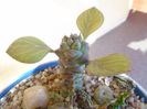 Monadenium ritchiei