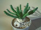 Euphorbia inermis
