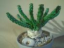 Euphorbia inermis