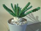 Euphorbia inermis