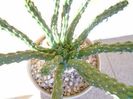 Euphorbia inermis