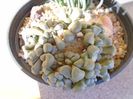 Aloinopsis schooneesii